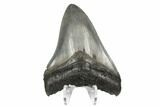 Serrated, Fossil Megalodon Tooth - South Carolina #170333-2
